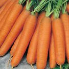 250+ SCARLET NANTES CARROT Heirloom  Vegetable Seeds
