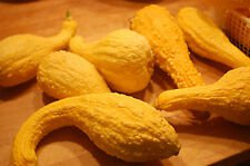 15+ YELLOW CROOKNECK SUMMER SQUASH SEEDS Vegetable Garden