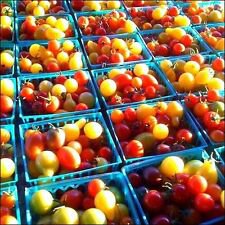 Tomato Rainbow Cherry Mix 25 SEEDS  Vegetable Heirloom Colorful Assorted