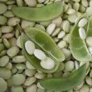 25 Count HENDERSON BUSH Bean seeds - LIMA BEAN