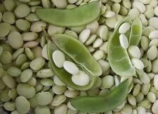 25 Count HENDERSON BUSH Bean seeds - LIMA BEAN