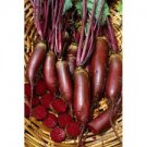 100 CYLINDRA BEET Beta Vulgaris Seeds Easy to slice