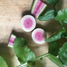 100+ Watermelon Radish Premium Seeds. Heirloom