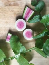 100+ Watermelon Radish Premium Seeds. Heirloom