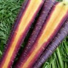 100+ Purple Haze Carrot Seeds