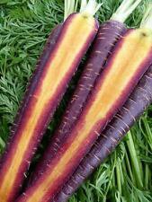 100+ Purple Haze Carrot Seeds