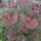 FENNEL Bronze HEIRLOOM  50+ SEEDS DELICIOUS HERB GARDEN SPICE