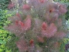 FENNEL Bronze HEIRLOOM  50+ SEEDS DELICIOUS HERB GARDEN SPICE
