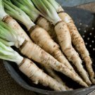 50+ MAMMOTH SANDWICH ISLAND SALSIFY Vegetable Oyster Flower Seeds