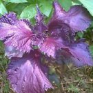 250+ Basil Purple Ruffles Seeds