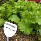 Mustard Southern Giant Curled - 1500+ Seeds