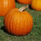 40 Connecticut Field Pumpkin Seeds Fall Medium Growth Halloween Pie