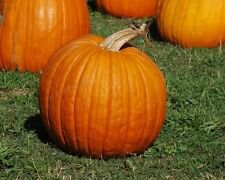 40 Connecticut Field Pumpkin Seeds Fall Medium Growth Halloween Pie