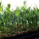 Green Pea Sprouting -25 Seeds