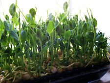 Green Pea Sprouting -25 Seeds