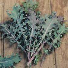 Red Russian Heirloom Kale 500+ Seeds