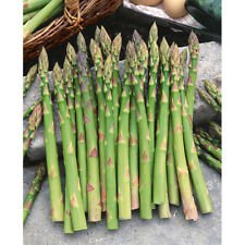 Asparagus Mary Washington- 200+ Seeds