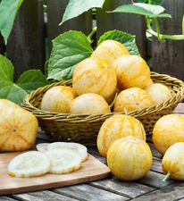 Lemon Cucumber- 100+ Seeds