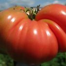 Mortgage Lifter Tomato 100+ Seeds- Heirloom - Fresh Garden Variety