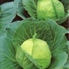 Cabbage- Early Golden Acre- 500+ Seeds