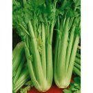 TALL UTAH CELERY  SEEDS- 1000+ SEEDS-