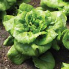 1500+ Lettuce Buttercrunch Heirloom  Vegetable Garden Seeds