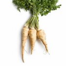 250+ FRESH PARSNIP HOLLOW CROWN SEEDS-
