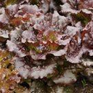 Romaine Lettuce- Cimmaron- 2,500+ Seeds