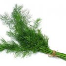 500+ Dill Mammoth Long Seeds