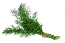 500+ Dill Mammoth Long Seeds