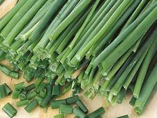 50+ Chives Garlic Herb Seeds