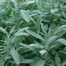50+ Sage Broad Leaved Herb Seeds