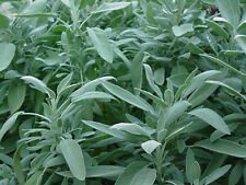 50+ Sage Broad Leaved Herb Seeds