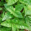1000+ Sweet Genovese Basil Herb Seeds