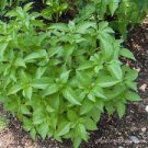 100+ Lemon Basil Herb Seeds