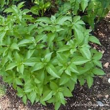 100+ Lemon Basil Herb Seeds