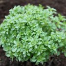 100+ Spicy Globe Basil Herb Seeds