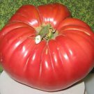 500+ Tomato Beefsteak Seeds-