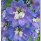 Delphinium elatum 'Giant Pacific, Summer Skies' 50+ Seeds