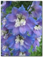 Delphinium elatum 'Giant Pacific, Summer Skies' 50+ Seeds