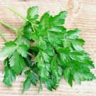 1000 Parsley Dark Green Flat Leaf Herb Seeds