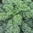 500+ KALE VATES BLUE SCOTCH CURLED SEEDS HEIRLOOM