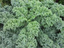 500+ KALE VATES BLUE SCOTCH CURLED SEEDS HEIRLOOM
