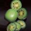 600 Hardy Mini Cocktail Kiwi, Actinidia arguta, Vine Seeds