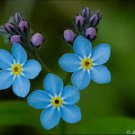 50+ Myosotis Compindi Forget Me Not Biennial Garden Flower Seeds Fresh Blue