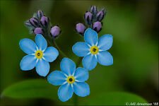 50+ Myosotis Compindi Forget Me Not Biennial Garden Flower Seeds Fresh Blue