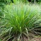 100+ Lemon Grass Cymbopogon Seeds