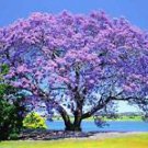 100+ BLUE JACARANDA TREE Mimosifolia Fern Flower Garden Seeds