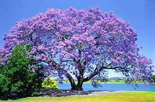 100+ BLUE JACARANDA TREE Mimosifolia Fern Flower Garden Seeds