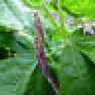 300 Bean Bush Dragon's Tongue Seeds, Amazing Purple Streaks